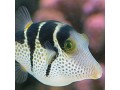 Pufferfish