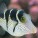Pufferfish