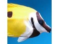Rabbitfish