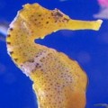Seahorses & Pipefish