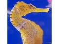 Seahorses & Pipefish