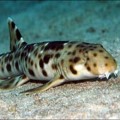 Sharks
