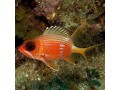 Squirrelfish