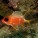 Squirrelfish