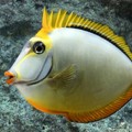 Tangs & Surgeonfish