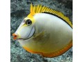 Tangs & Surgeonfish