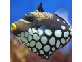 Triggerfish