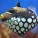 Triggerfish