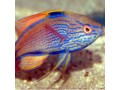 Wrasses (Reef Safe)
