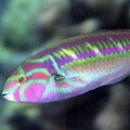 Wrasses