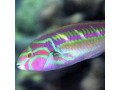Wrasses
