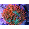 Bubble Tip