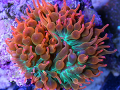 Anemones