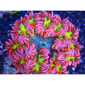 Flower Rock