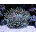Long Tentacle