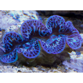 Maxima