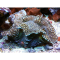 Squamosa